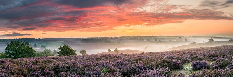 Bruyère fleurie panoramique sur la Posbank par Sander Grefte