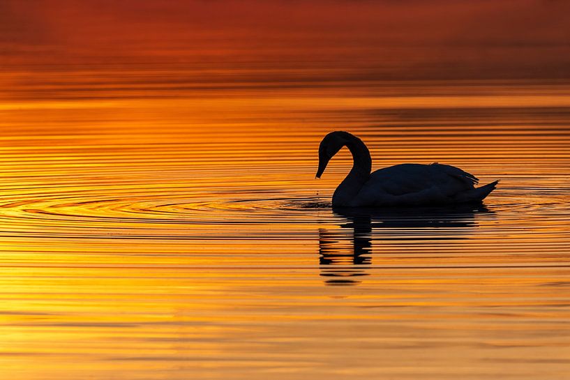 Golden swan in the sunrise. by Els Oomis