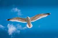 Herring gull (Larus argentatus) in full flight