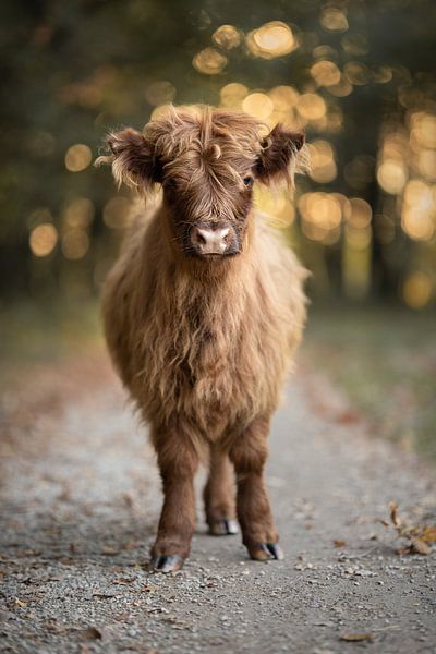 Schottisches Hochlandrind Kalb von Haron Haghuis