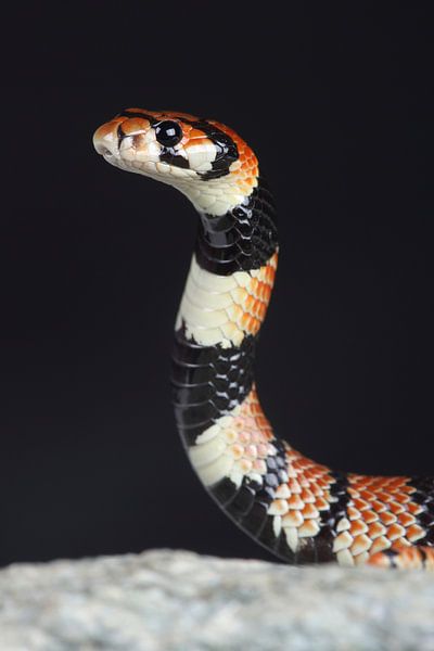 Kap-Korallenschlange (Aspidelaps lubricus) von Ronald Pol