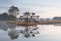 Landschap vroeg in de ochtend