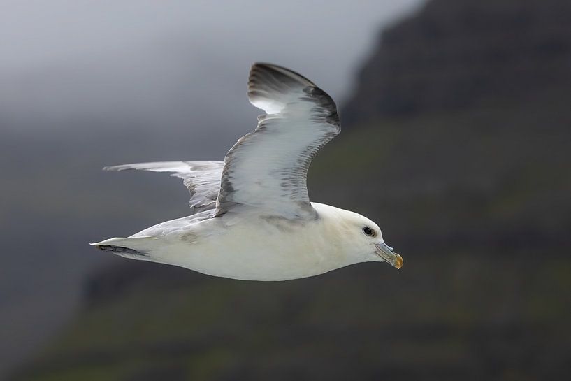 Färöischer Eissturmvogel gleitet durch den Nebel von AylwynPhoto