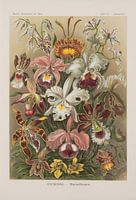 Les orchidées, formes d'art de la nature, E. Haeckel