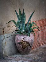Agave im zerbrochenen Topf