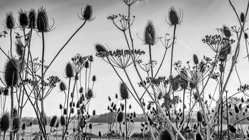 blown out in black and white by Hanneke Luit