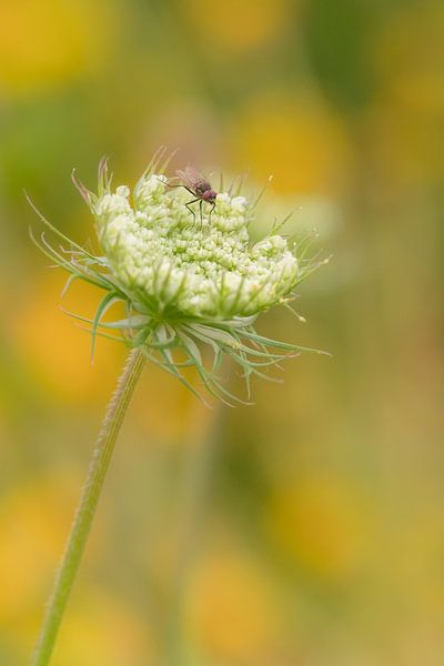 Mouche sur la fleur par Moetwil en van Dijk - Fotografie