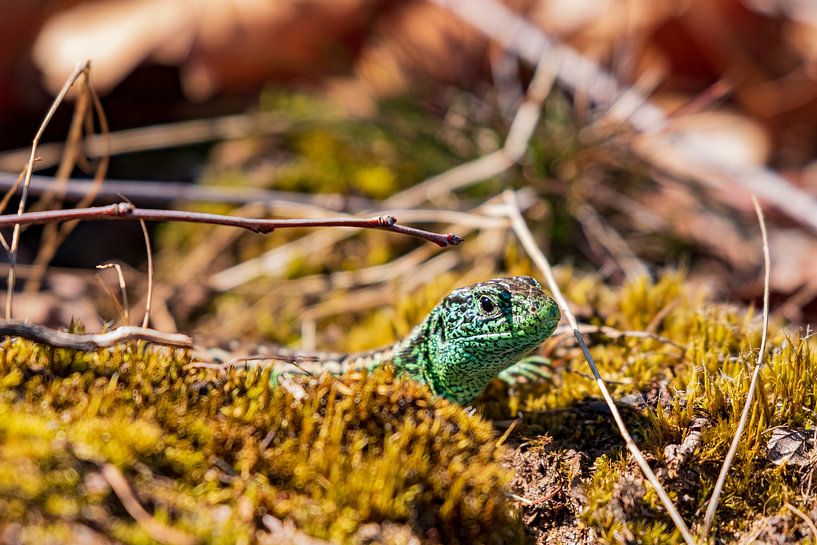 Lézard des sables dans la réserve naturelle &#039;t Leesten sur la Veluwe par Merijn Loch