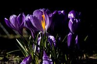 Crocuses in sunlight 5