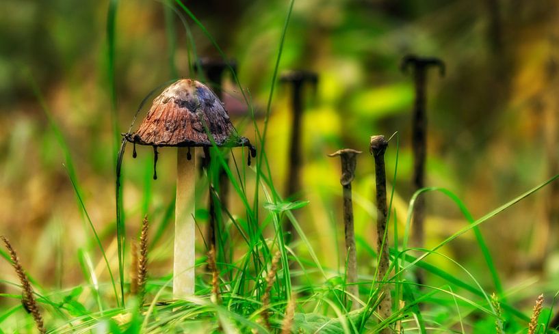 PILZ by Jürgen Schneider