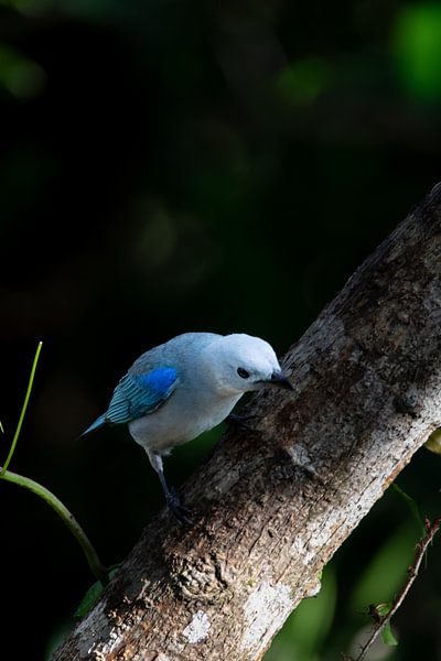 Tangare bleu-gris - Une touche de bleu tropical au Costa Rica par Rick Massar