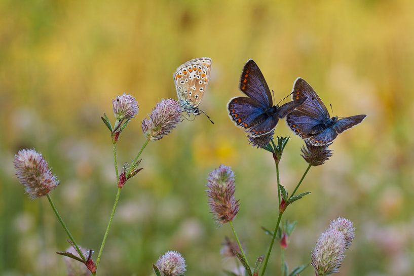 icarusblauwtjes par Francois Debets