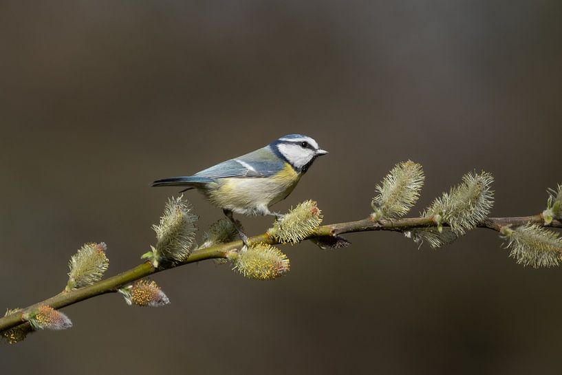 Hunting in the blossom by Ard Jan Grimbergen