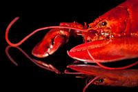Belle rouge homard bouilli sur la plaque de miroir noir