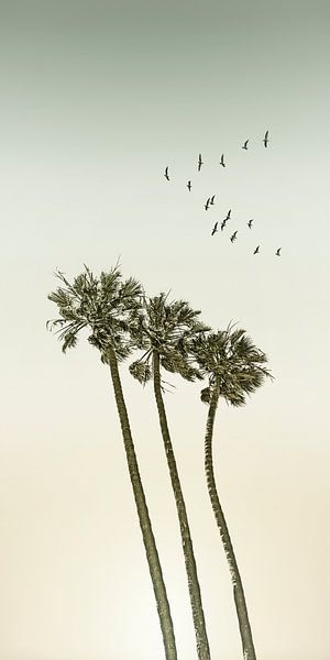 Vieux palmiers au coucher du soleil | Panorama par Melanie Viola