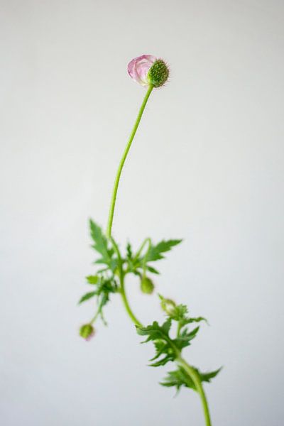 Budding pink poppy by SomethingEllis