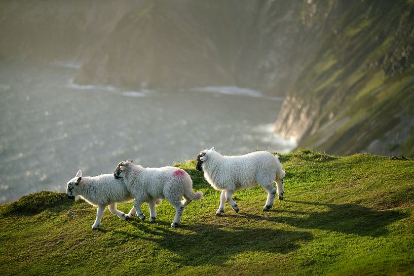Playful lambs at the cliffs of Slieve League by Roelof Nijholt