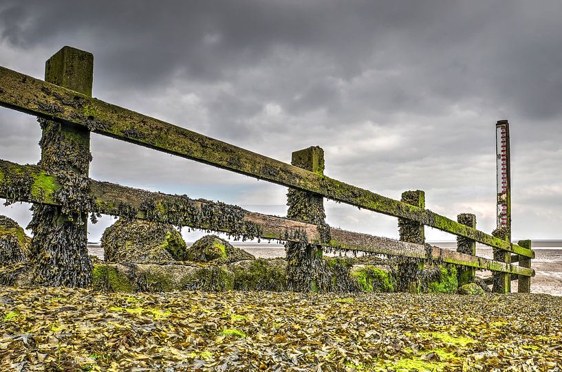 Des algues sur une clôture par Frans Blok - des photos, de l'art et des autres décorations murales