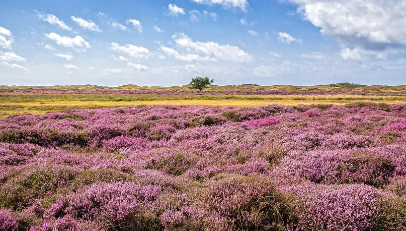 Heide in bloei in de duinen op Texel / Heather in bloom on Texel. van Justin Sinner Photography ( Fotograaf op Texel)