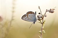 Bleu de bruyère sur la lande de Bargerveen