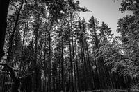 Trees in The Netherlands