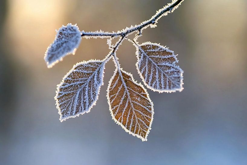 Gefrorene Blätter mit Eiskristallen von Art & Soul Creations