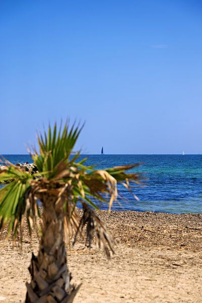 Strand und Mittelmeer mit verschwommener Palme und Segelbooten von Port Grimaud Blickrichtung Saint Tropez, Cote d'Azur von Andreas Freund