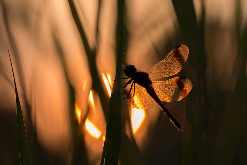 Bandheidelibel at sunset by Dennis Hilligers
