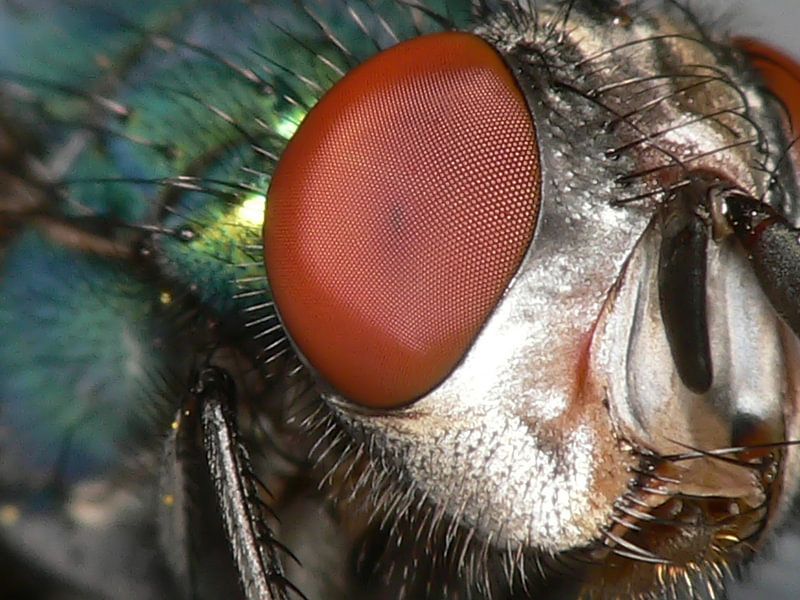 Fly's eye by Henk Egbertzen