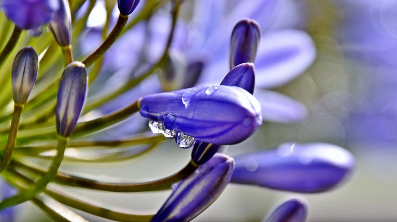 blaue Schmucklilie von Werner Lehmann