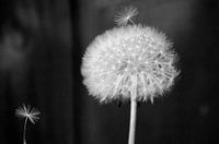 Taraxacum officinale 3 (paardenbloem)