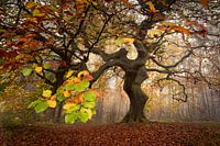 The Süntel beech (golden section)