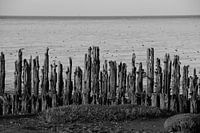 Moddergat, Waddenzee