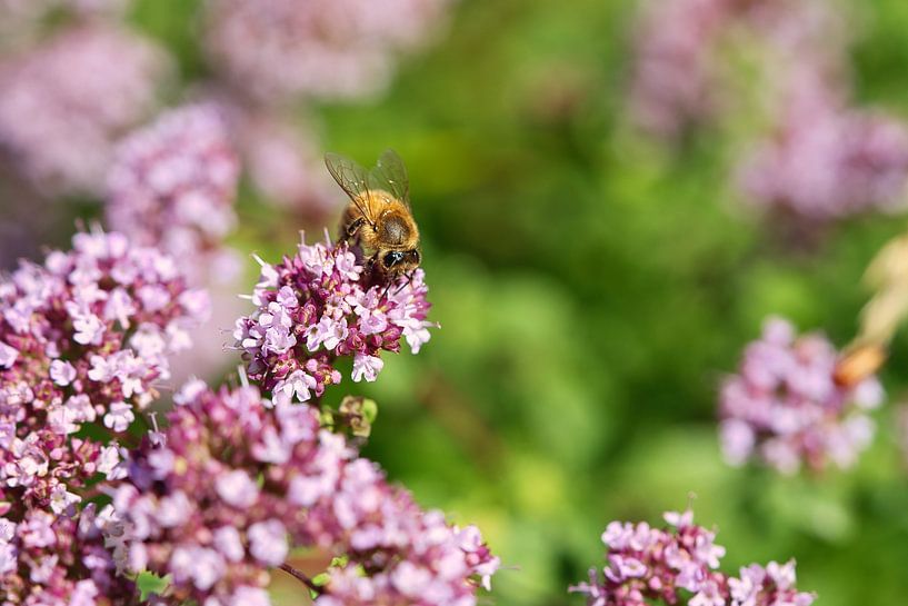 Bee on a flower collecting nectar by Martin Köbsch
