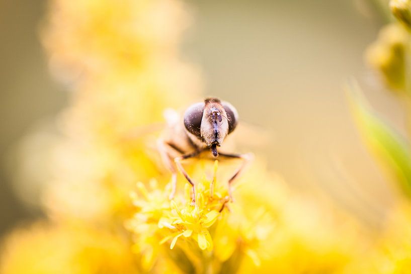 Zomaar een bij von Christiaan Onrust