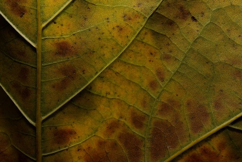 Grüne Blätter mit schönen Linien von Yara Rietdijk