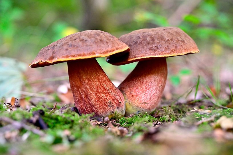 Ceps in the Robbenoord forest by Arie Slotemaker