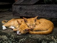 Sleeping cats