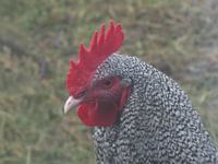 Alert young North Holland blue rooster