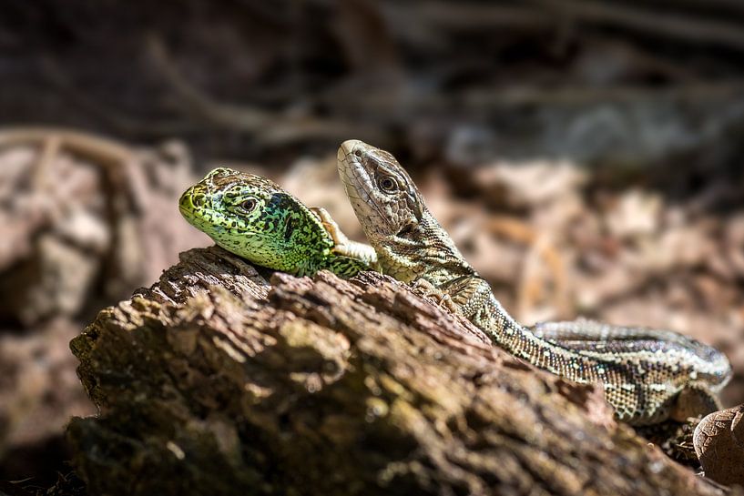 Two sand lizards together by Jolanda Aalbers