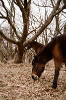 Pâturage des chevaux sauvages