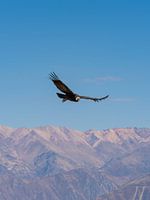 Flying Andean condor makes eye contact