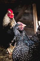 Poulets Barnevelder dans le poulailler