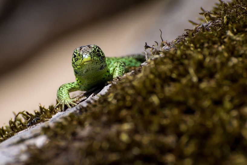 Sand lizard by Freek Rooze