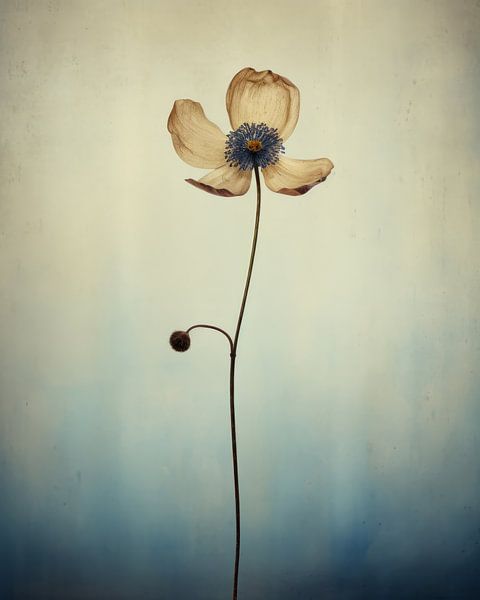 Fleur solitaire et fragile par Studio Allee