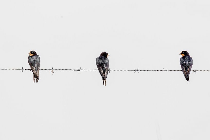 Welcher der 3 von Fotografie Jeronimo