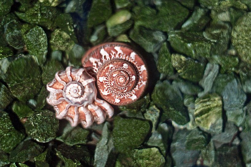 Muschelliebe von Maria Ismanah Schulze-Vorberg