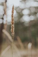 Simplistic blade of grass in nature | Netherlands Photography