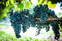 Druiven in Wijngaard, stefan witte