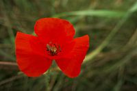 Coquelicot avec un sylvain